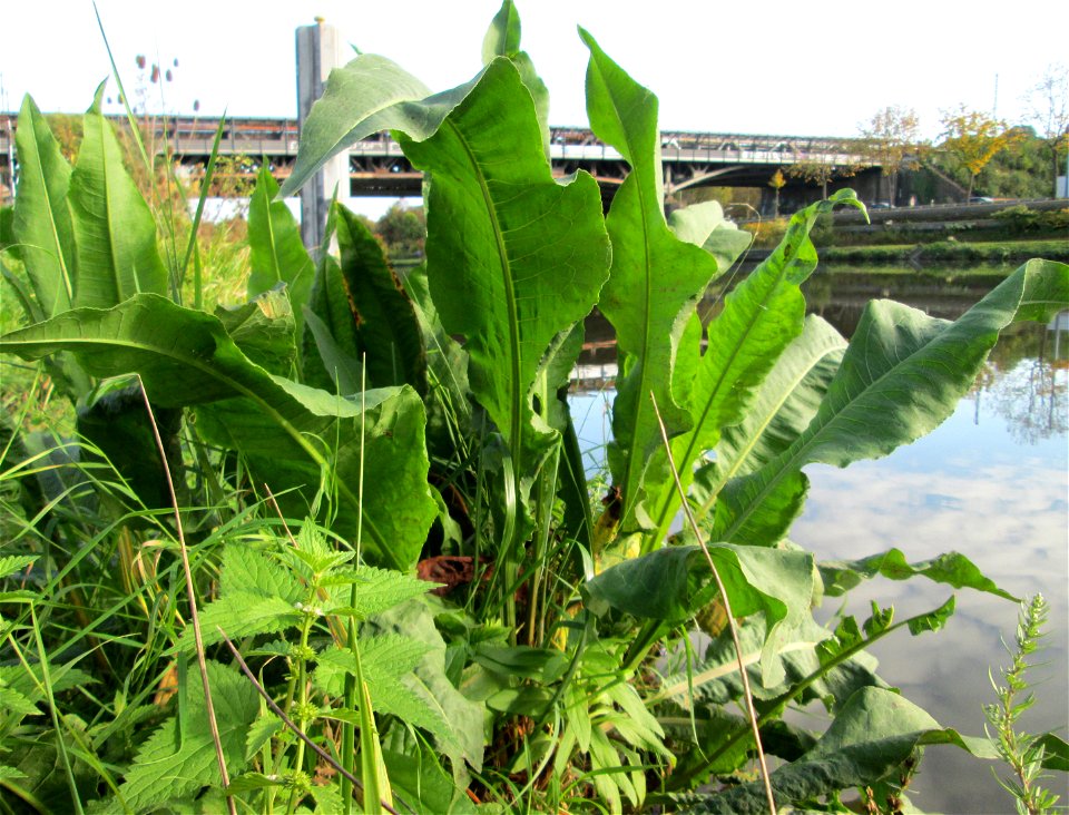 Fluss-Ampfer (Rumex hydrolapathum) an der Saar in Malstatt