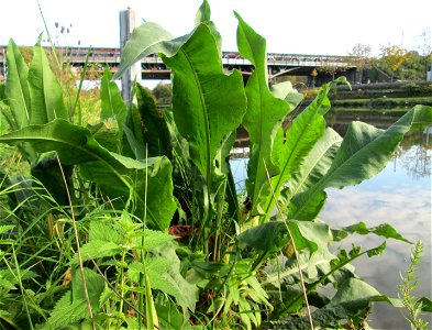 Fluss-Ampfer (Rumex hydrolapathum) an der Saar in Malstatt