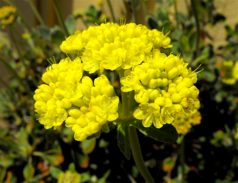At Rancho Santa Ana Botanic Garden in Claremont, California, USA.
Identified by sign.