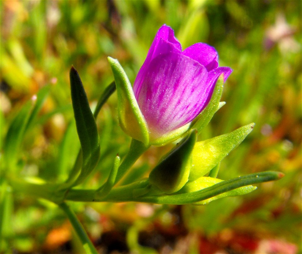 Calandrinia ciliata opening at Lake Poway, Poway, California, USA.