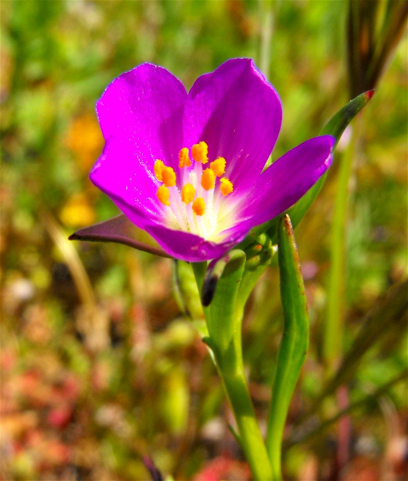 Calandrinia ciliata at Lake Poway, Poway, California, USA.