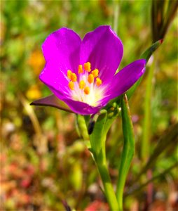Calandrinia ciliata at Lake Poway, Poway, California, USA.