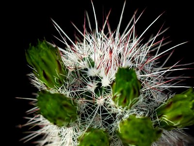 Image title: Cactus with big thorns Image from Public domain images website, http://www.public-domain-image.com/full-image/flora-plants-public-domain-images-pictures/flowers-public-domain-images-pictu photo