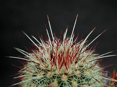 Image title: Barbed cactus Image from Public domain images website, http://www.public-domain-image.com/full-image/flora-plants-public-domain-images-pictures/flowers-public-domain-images-pictures/cactu photo