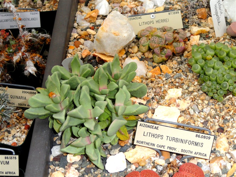 Specimen in the University of California Botanical Garden, Berkeley, California, USA.