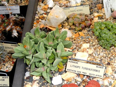 Specimen in the University of California Botanical Garden, Berkeley, California, USA. photo