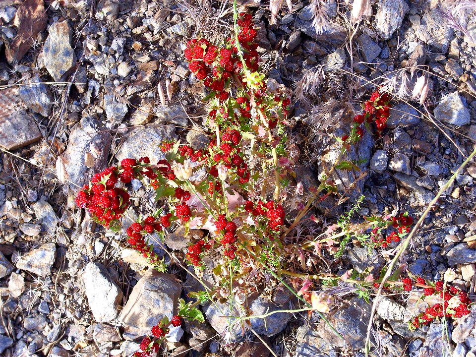 Chenopodium foliosum habit, Sierra Nevada, Spain