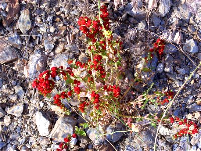 Chenopodium foliosum habit, Sierra Nevada, Spain photo