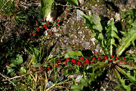 Creeping plant at the soil surface with bright red fruits looking like strawberries (not to be mistaken for the Taraxacum next to it). Place: Val d'Aosta - 2.000 m altitude.