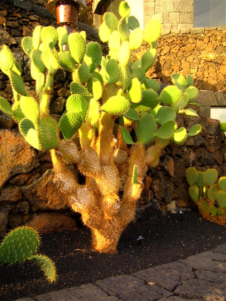 Opuntia leucotricha en el jardín de cactus de Lanzarote.