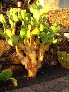 Opuntia leucotricha en el jardín de cactus de Lanzarote.