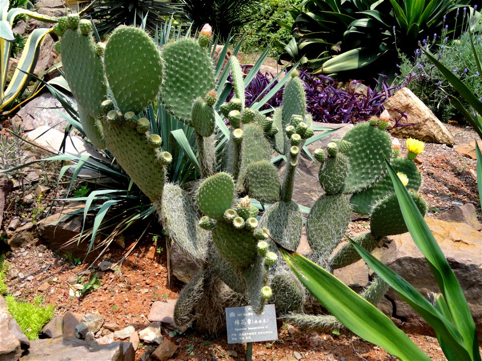 Plant specimen in the Kunming Botanical Garden, Kunming, Yunnan, China.
