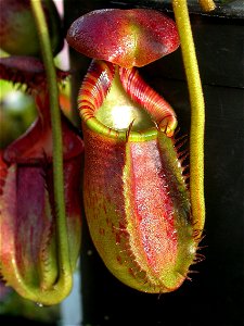 Cultivated N. ephippiata.