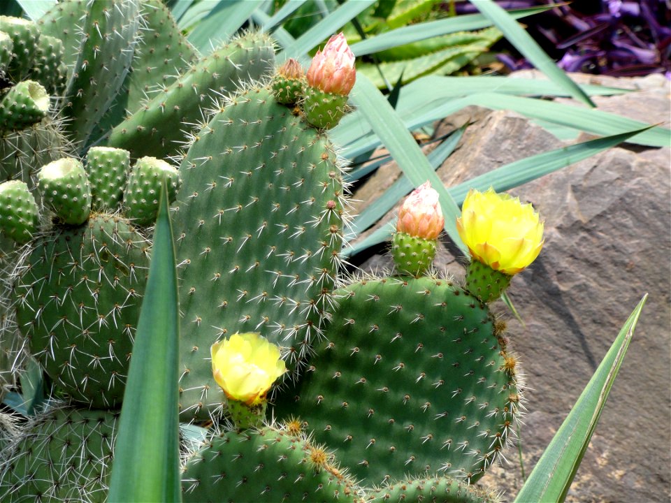 Plant specimen in the Kunming Botanical Garden, Kunming, Yunnan, China.