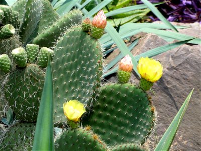 Plant specimen in the Kunming Botanical Garden, Kunming, Yunnan, China.