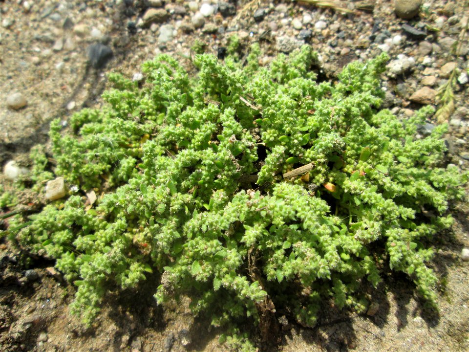 Behaartes Bruchkraut (Herniaria hirsuta) auf einem Sandplatz in Hockenheim