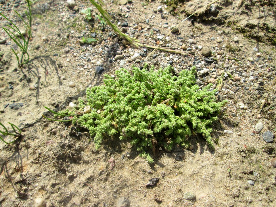 Behaartes Bruchkraut (Herniaria hirsuta) auf einem Sandplatz in Hockenheim