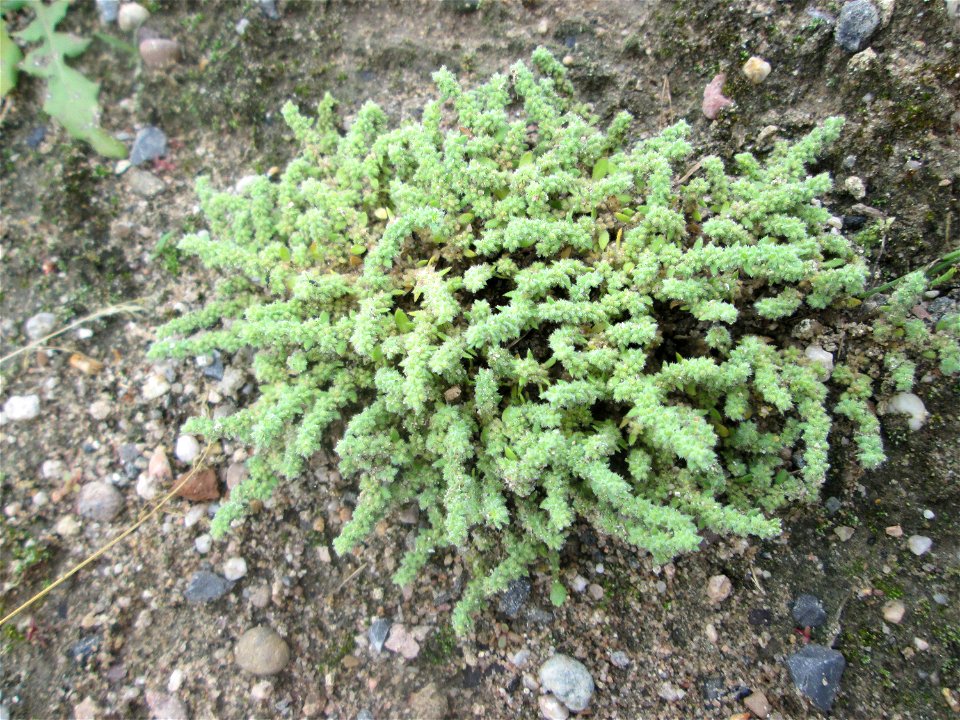 Behaartes Bruchkraut (Herniaria hirsuta) auf einem Sandplatz in Hockenheim