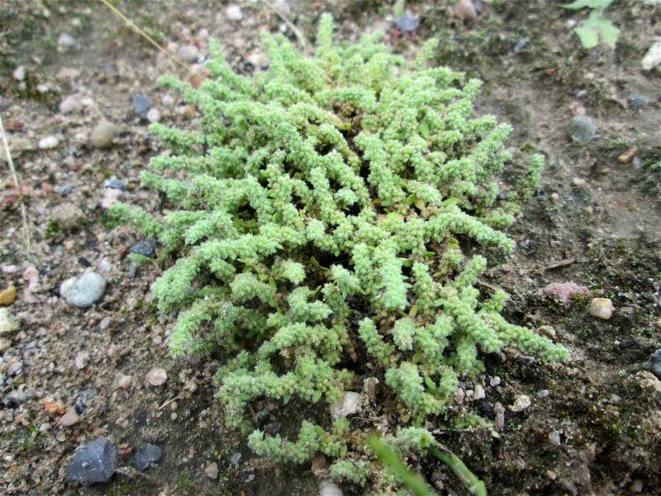 Behaartes Bruchkraut (Herniaria hirsuta) auf einem Sandplatz in Hockenheim