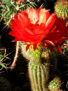 Echinopsis huascha v. rubriflora