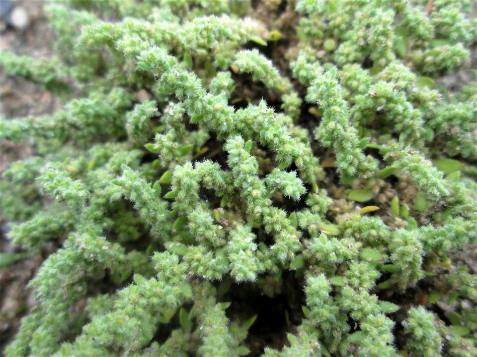 Behaartes Bruchkraut (Herniaria hirsuta) auf einem Sandplatz in Hockenheim