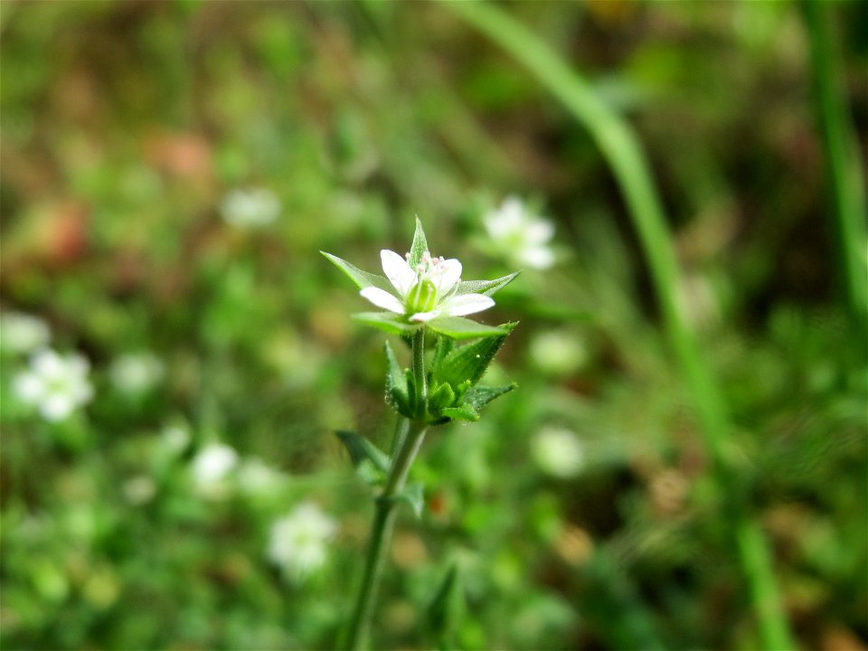 Quendel-Sandkraut (Arenaria serpyllifolia) in Hockenheim