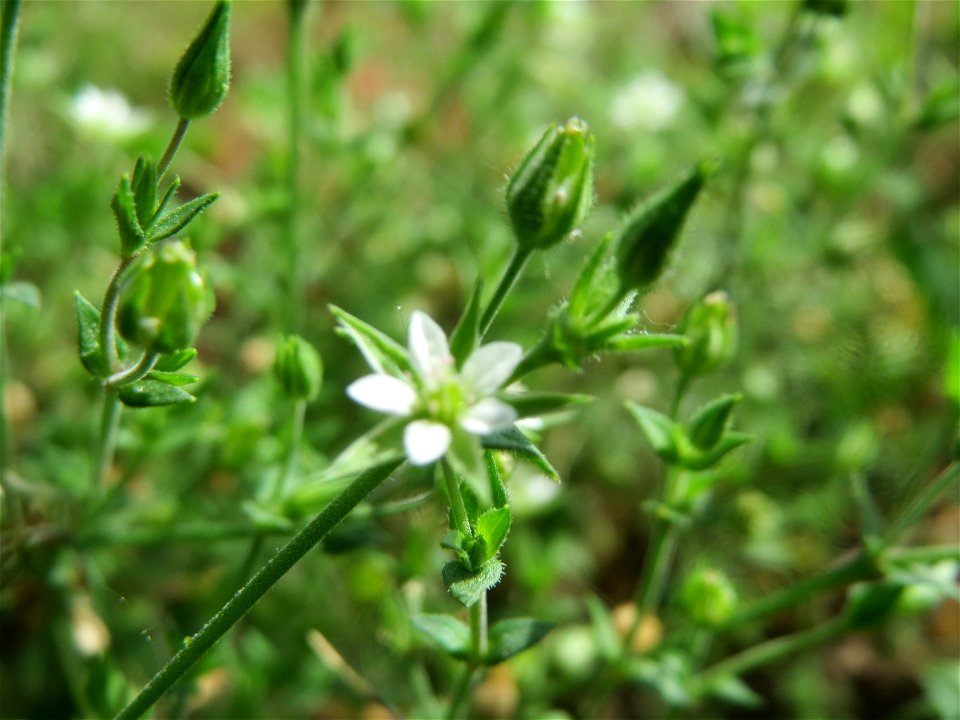 Quendel-Sandkraut (Arenaria serpyllifolia) in Hockenheim
