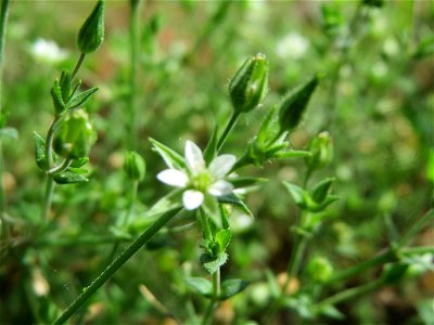 Quendel-Sandkraut (Arenaria serpyllifolia) in Hockenheim