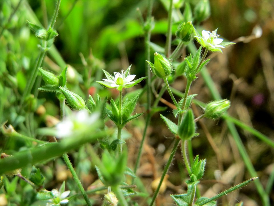 Quendel-Sandkraut (Arenaria serpyllifolia) in Hockenheim