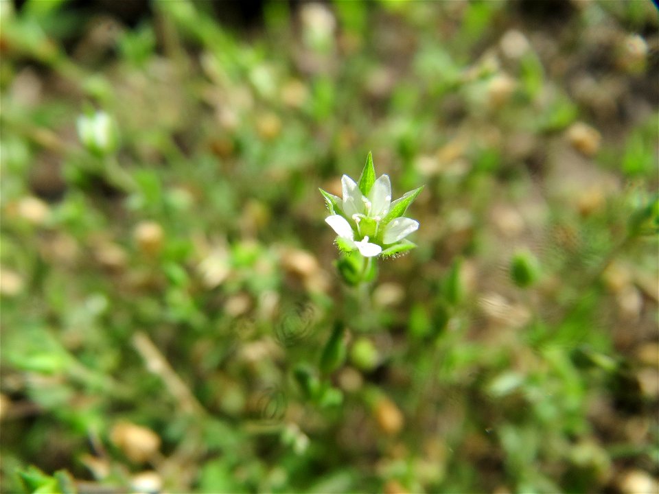 Quendel-Sandkraut (Arenaria serpyllifolia) in Hockenheim - das winzige Kräutlein ist leicht zu übersehen, kommt aber häufig vor
