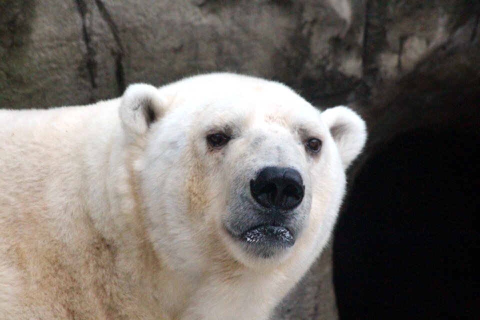 Portrait view fauna