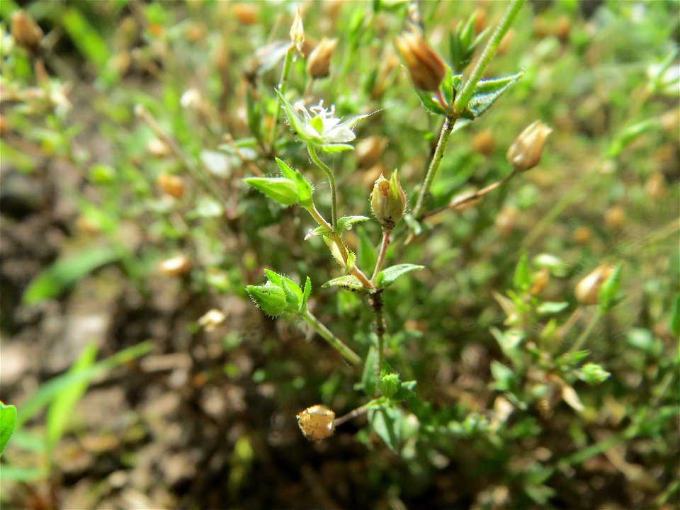 Quendel-Sandkraut (Arenaria serpyllifolia) in Hockenheim - das winzige Kräutlein ist leicht zu übersehen, kommt aber häufig vor