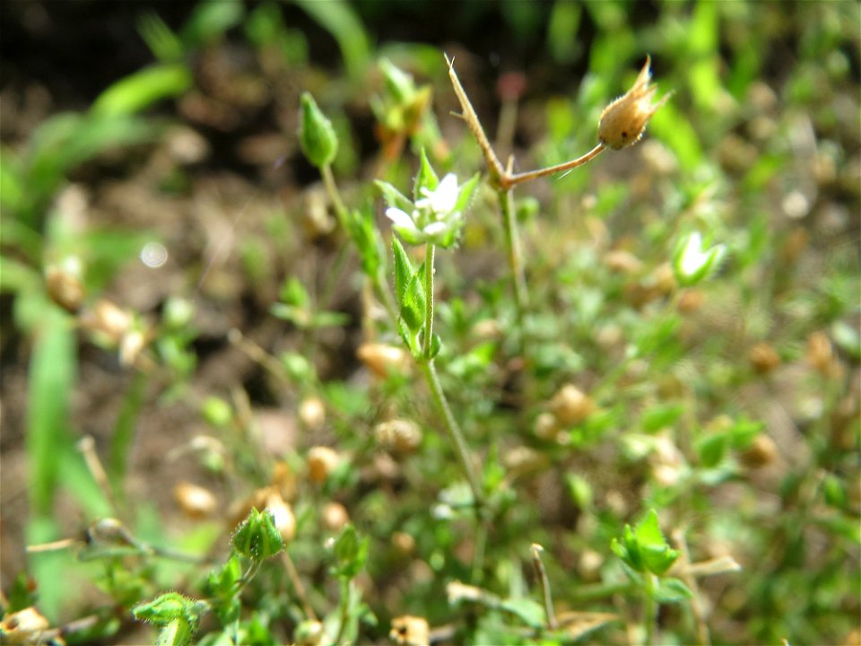 Quendel-Sandkraut (Arenaria serpyllifolia) in Hockenheim - das winzige Kräutlein ist leicht zu übersehen, kommt aber häufig vor