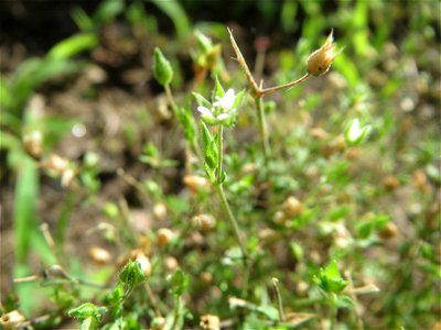 Quendel-Sandkraut (Arenaria serpyllifolia) in Hockenheim - das winzige Kräutlein ist leicht zu übersehen, kommt aber häufig vor