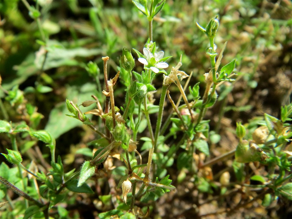 Quendel-Sandkraut (Arenaria serpyllifolia) in Hockenheim - das winzige Kräutlein ist leicht zu übersehen, kommt aber häufig vor