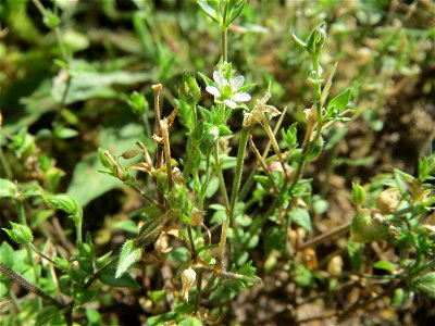 Quendel-Sandkraut (Arenaria serpyllifolia) in Hockenheim - das winzige Kräutlein ist leicht zu übersehen, kommt aber häufig vor