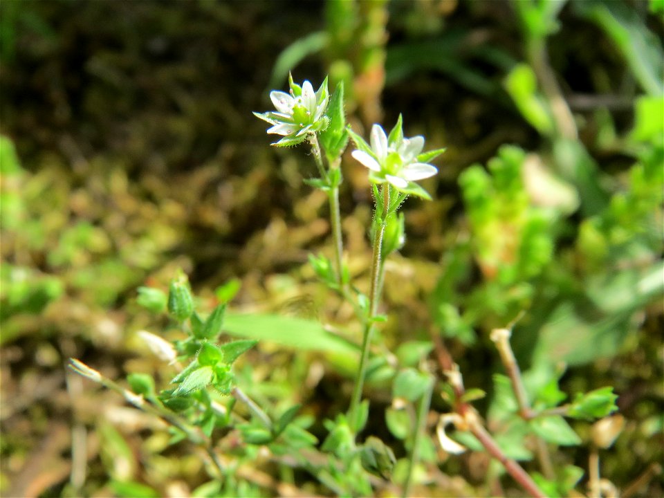 Quendel-Sandkraut (Arenaria serpyllifolia) in Hockenheim - das winzige Kräutlein ist leicht zu übersehen, kommt aber häufig vor