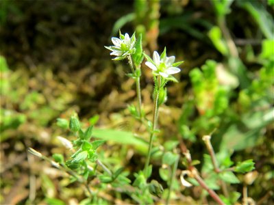 Quendel-Sandkraut (Arenaria serpyllifolia) in Hockenheim - das winzige Kräutlein ist leicht zu übersehen, kommt aber häufig vor
