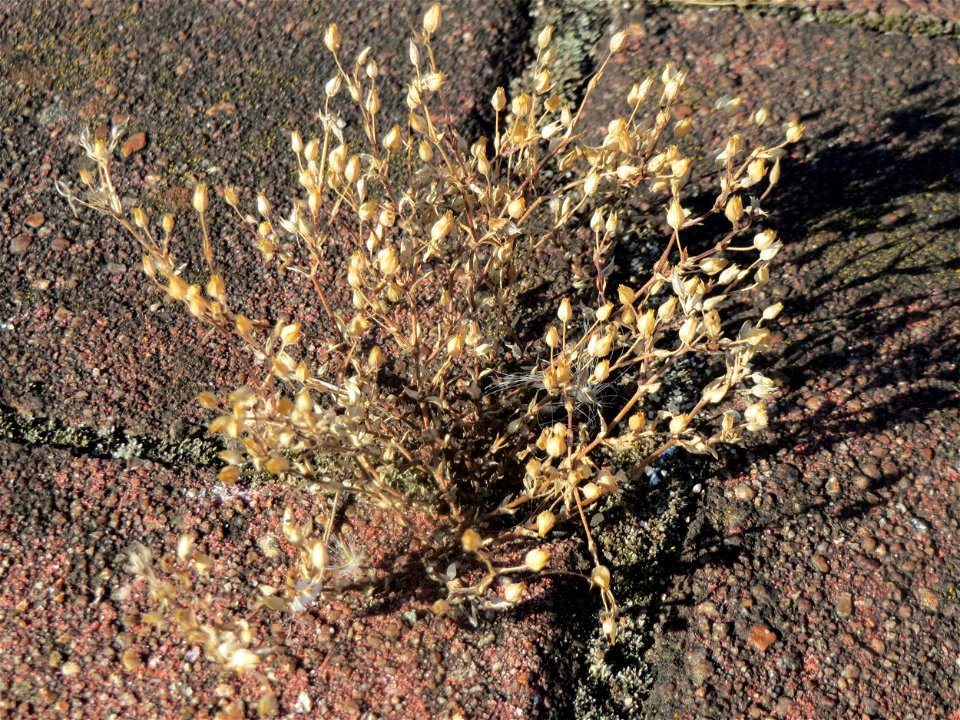 Vertrocknetes Quendel-Sandkraut (Arenaria serpyllifolia) im Hauptbahnhof Mannheim