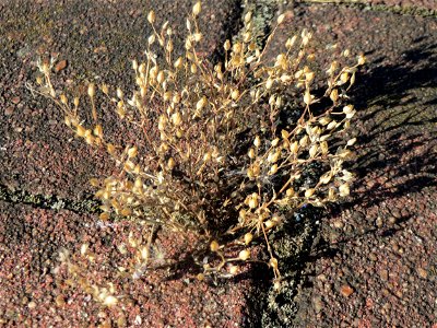 Vertrocknetes Quendel-Sandkraut (Arenaria serpyllifolia) im Hauptbahnhof Mannheim
