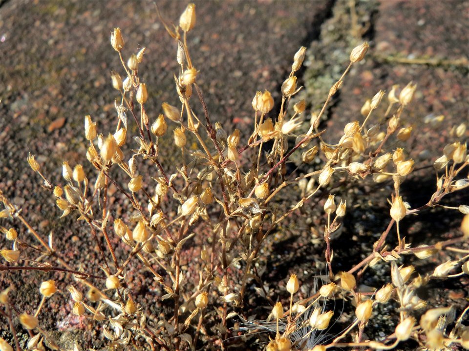 Vertrocknetes Quendel-Sandkraut (Arenaria serpyllifolia) im Hauptbahnhof Mannheim