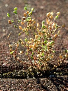 Vertrocknetes Quendel-Sandkraut (Arenaria serpyllifolia) im Hauptbahnhof Mannheim