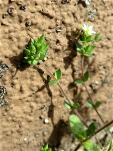Quendel-Sandkraut (Arenaria serpyllifolia) in Hockenheim