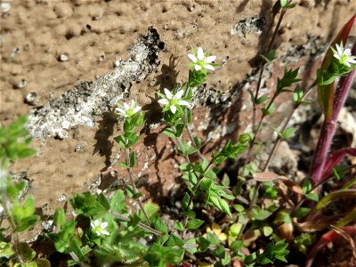 Ritzenbotanik: Quendel-Sandkraut (Arenaria serpyllifolia) in Hockenheim