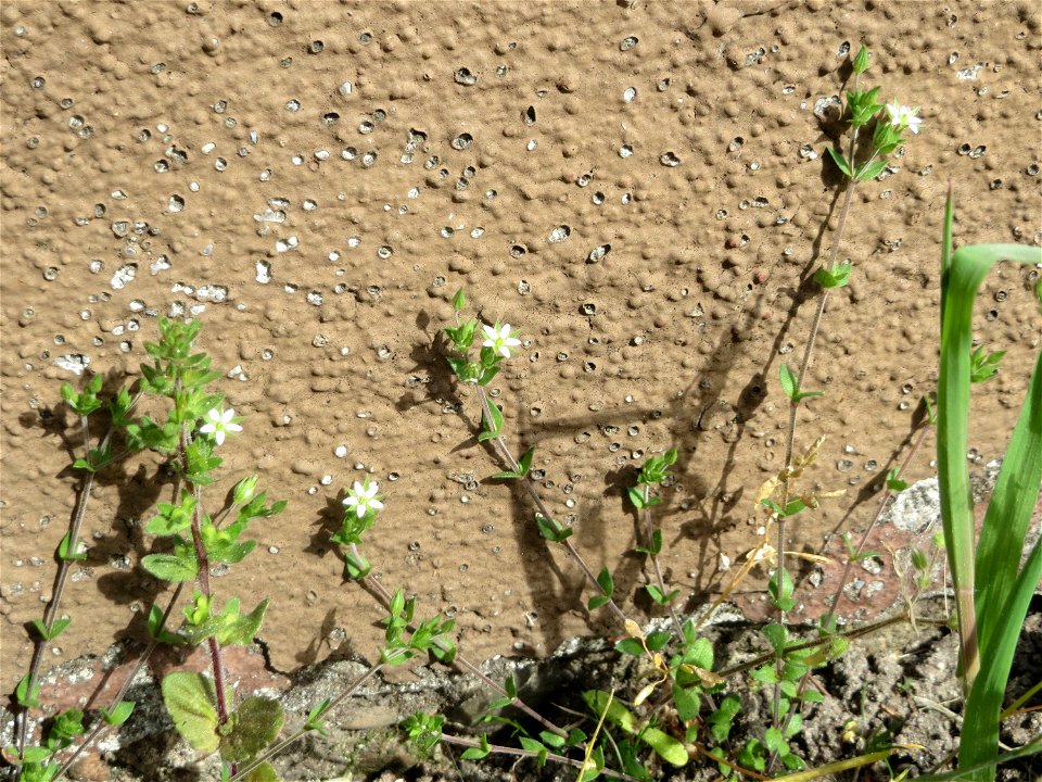Quendel-Sandkraut (Arenaria serpyllifolia) in Hockenheim