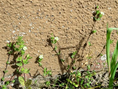 Quendel-Sandkraut (Arenaria serpyllifolia) in Hockenheim