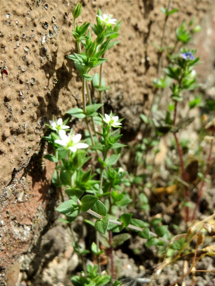 Ritzenbotanik: Quendel-Sandkraut (Arenaria serpyllifolia) in Hockenheim