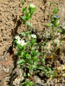 Ritzenbotanik: Quendel-Sandkraut (Arenaria serpyllifolia) in Hockenheim