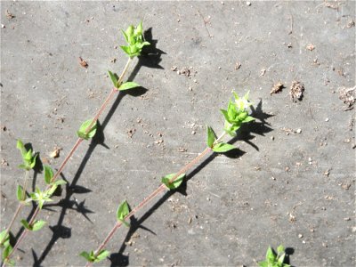 Quendel-Sandkraut (Arenaria serpyllifolia) in Saarbrücken