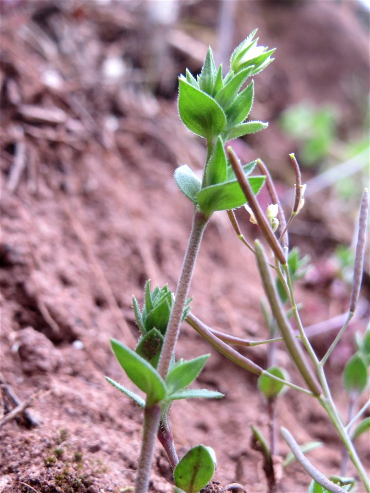 Quendel-Sandkraut (Arenaria serpyllifolia) an einer ehem. Weinbergsmauer an einer alten Römerstraße im Simbachtal, einst Jakobsweg